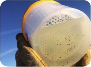 Varroa Easy Check - monitoring varroázy jak3-300x221.jpg