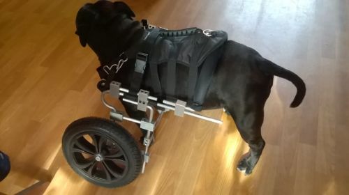 Invalidní vozík pro psy s přední parézou WP_20151007_12_29_08_Pro.jpg
