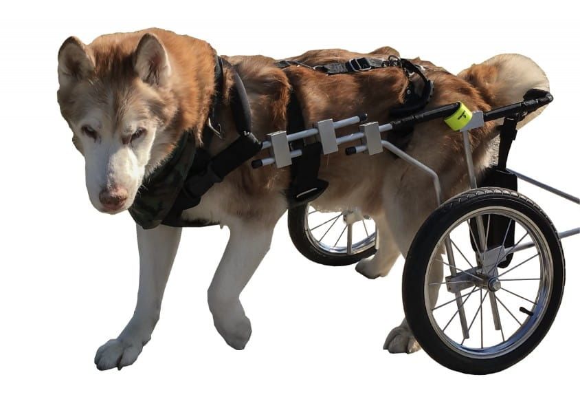 Invalidní vozík pro psy s parézou zadních končetin