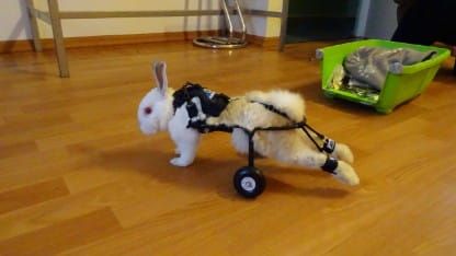 Invalidní vozík pro psy s parézou zadních končetin DSC00407.jpg