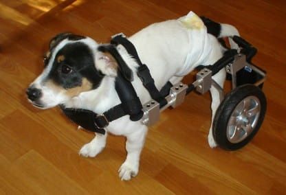 Invalidní vozík pro psy s parézou zadních končetin wozek-dla-psa-admira--ma-y-piesek.jpg