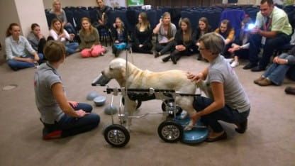 Kvadriparéza na invalidním vozíku 14601075_1091210097667108_6651097138654395826_n.jpg