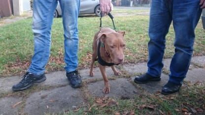 Košík po amputaci hrudní končetiny DSC_0011.jpg