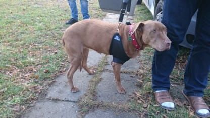 Košík po amputaci hrudní končetiny DSC_0006.jpg