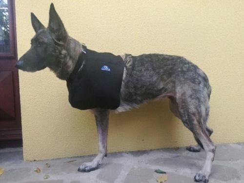 Hrudní končetinová ortéza temblak-dla-psa-ko-czyna-przednia-dog-sling-front-paw.jpg