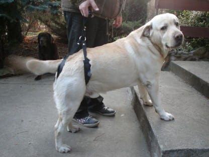 Postroj standard plus szelki-standard-plus-dla-psa-schody_f47935k5.jpg