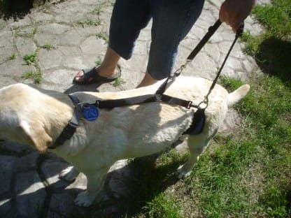 Břišní pás Dsc05090.jpg