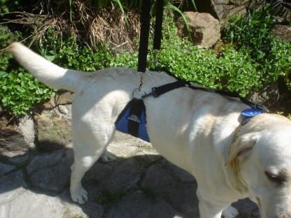 Břišní pás Dsc05066.jpg