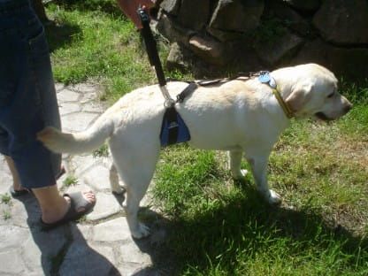 Břišní pás Dsc05074.jpg