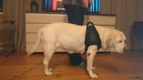 Košík koszyczek-dla-psa-3.jpg