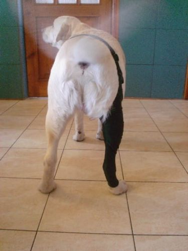 Zadní punčocha SPANDEX Dsc04871.jpg