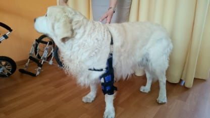 Flexní loketní ortéza DSC_0063.jpg