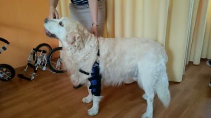 Flexní loketní ortéza DSC_0058.jpg