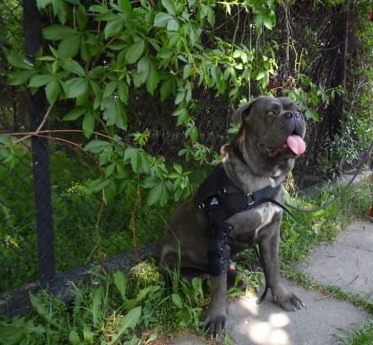 Stabilizovaná ramenní a loketní ortéza Shoulder---elbow-orthosis-stabilized-for-dog-admiral-2-orteza-barkowo--okciowa-dla-psa.jpg
