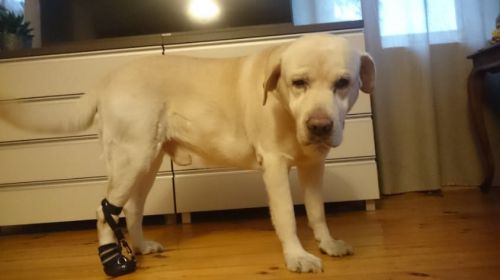 Stahovací bota DORSI-FLEX DSC_0098_7_b9s57fep.jpg