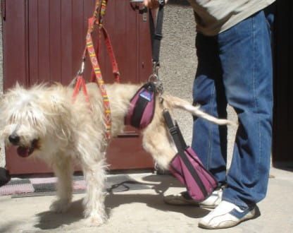 Kabelka boty pár uprzaz-brzuszna-buty-2.jpg