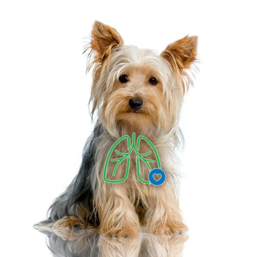 Inhalátor AeroDawg pro malé psy aerodawg-dla-psow-przy-chronicznym-zapaleniu-oskrzeli.jpg