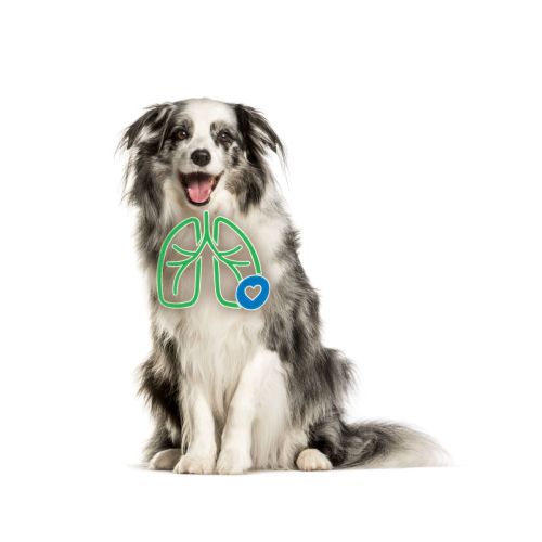 Inhalátor AeroDawg pro velké psy aerodawg-dla-psow-przy-zapaleniu-oskrzeli.jpg