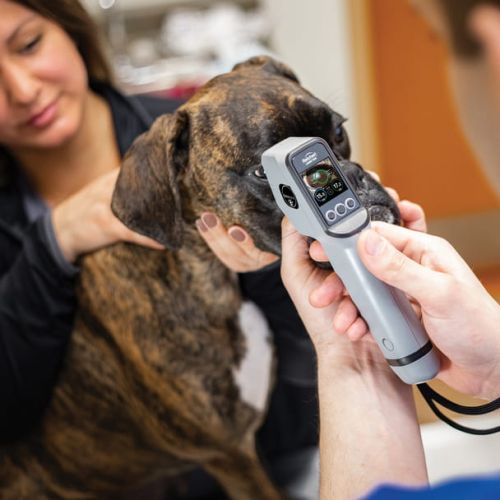 Tono Vera VET Veterinární tonometr Reichert Tono-Vera Vet 4.jpg