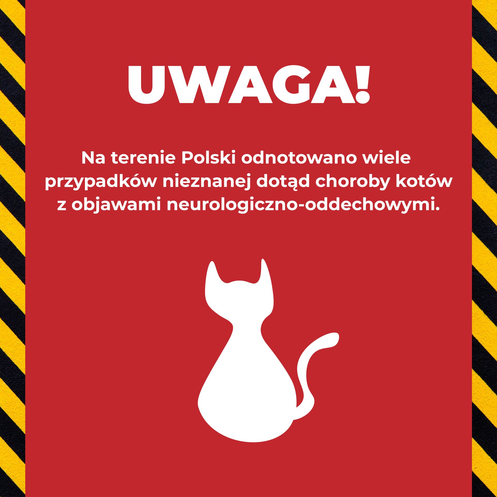 Nová neidentifikovaná nemoc napadá kočky v Polsku! Co stojí za to vědět?