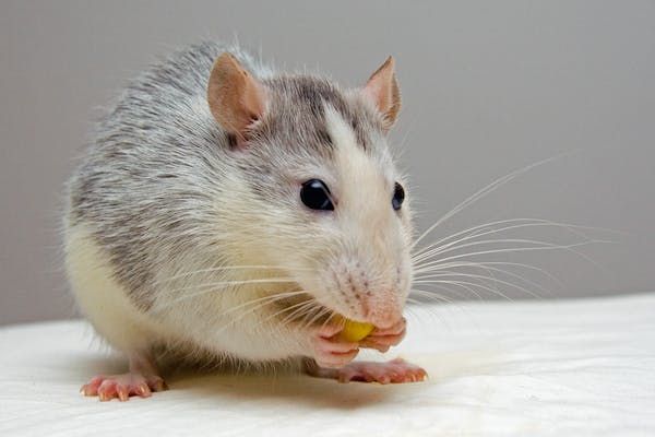Jak dlouho zůstane hlodavec v inkubátoru?
