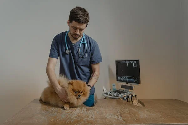 Provádí se gastroskopie také na zvířatech?