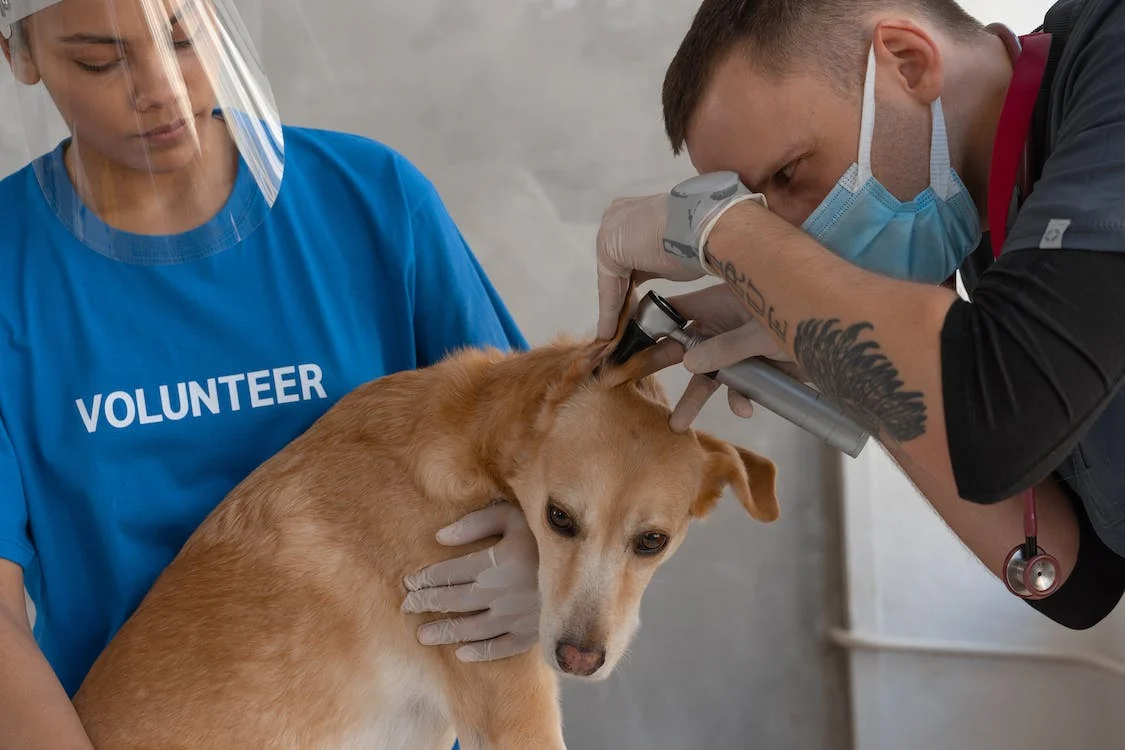Jak pomáhá veterinární otoskop?