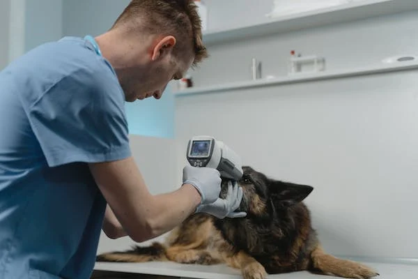 Co je veterinární tonometr?