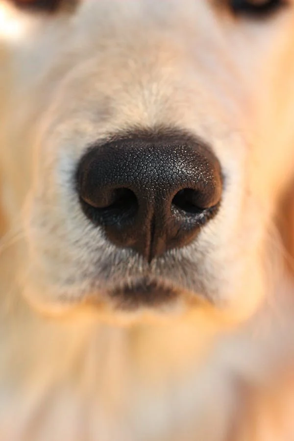 Použití ortopedických drátěných kleští ve veterinární medicíně