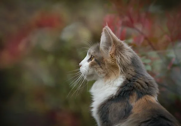 Veterinární monitory dechu - kdy je používat?