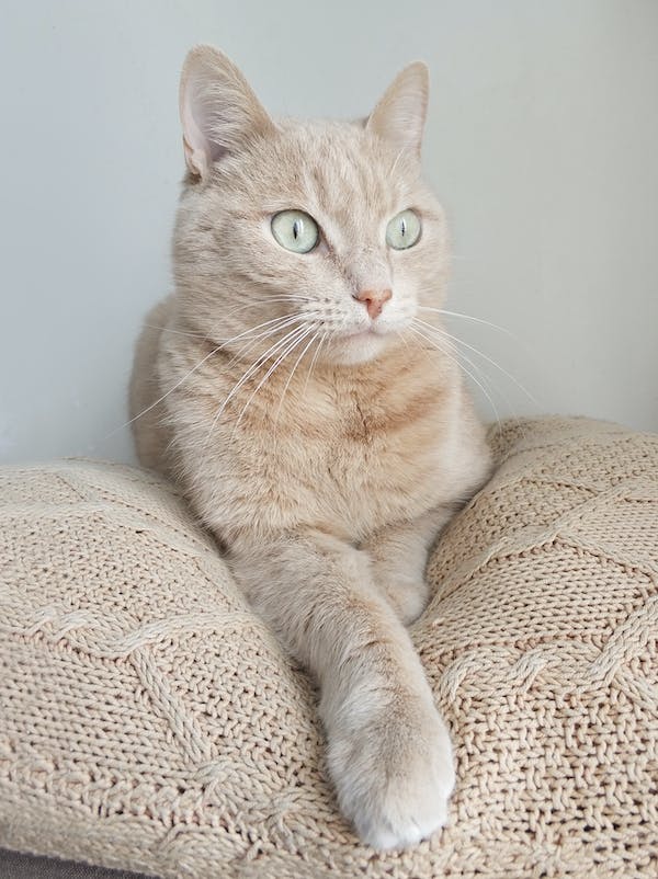 Kdy se používají veterinární pouta?