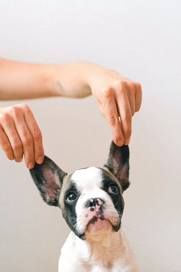 Kdy je veterinární otoskop užitečný?