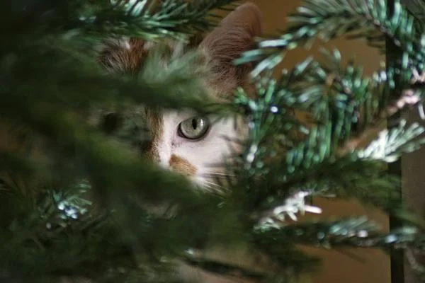 Jak se používají štěrbinové lampy ve veterinární medicíně?