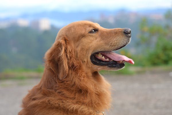 Jak se provádí veterinární gastroskopie?
