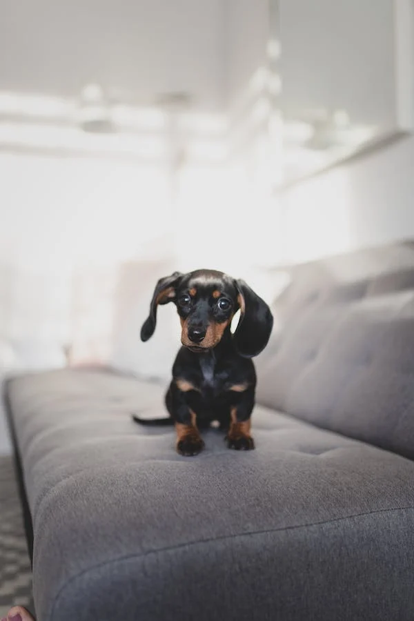 Jaké jsou rozdíly mezi veterinárními zařízeními?