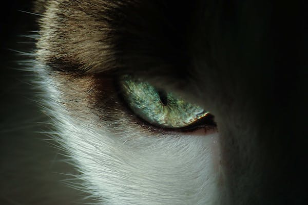 Jaké jsou charakteristické veterinární nástroje pro oční chirurgii?