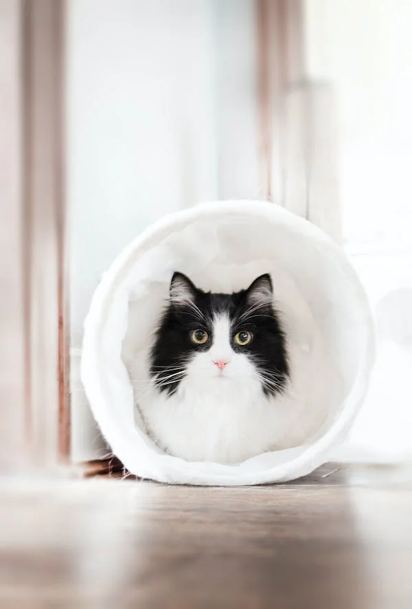 Jaké jsou nejoblíbenější veterinární chirurgické nástroje?