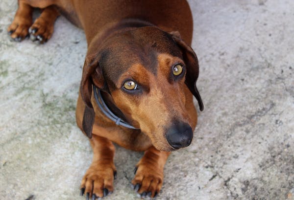 K čemu se používají veterinární brouzdaliště?