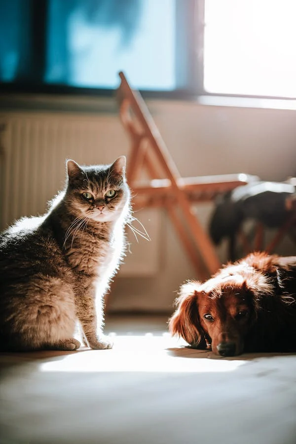 K čemu se používá veterinární pulzní oxymetr?