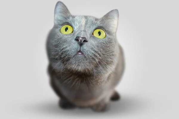 Co byste měli vědět o veterinárních rentgenových čtečkách?