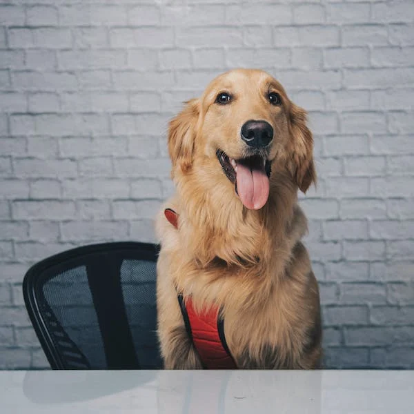Nejčastější onemocnění labradorů