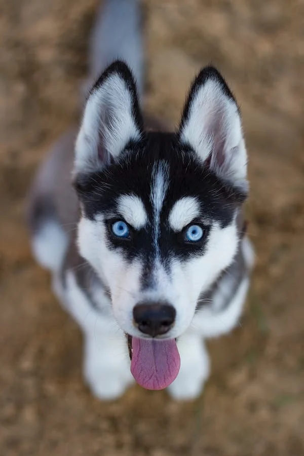 Nejčastější onemocnění sibiřského huskyho