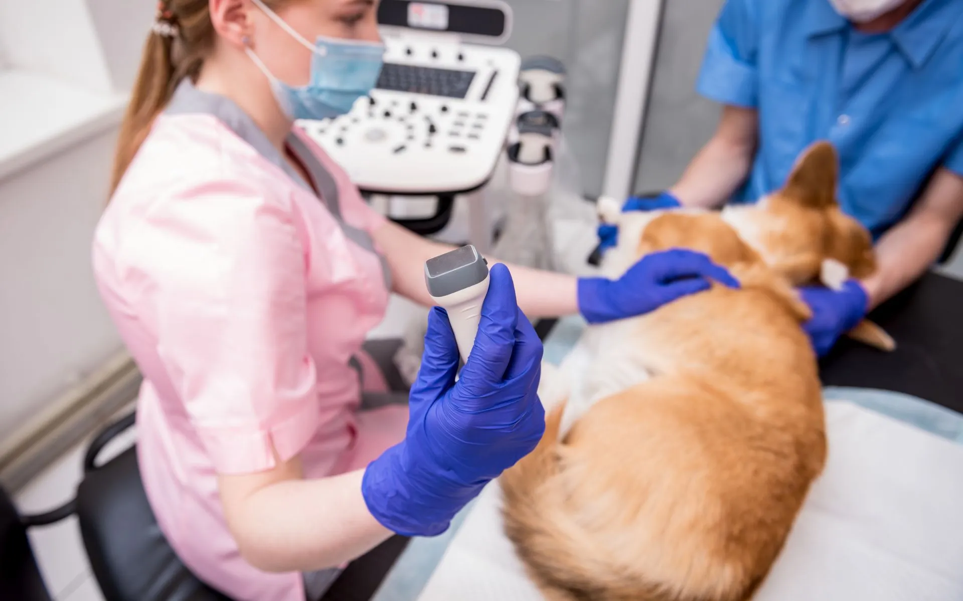 Ultrazvuková diagnostika na nové úrovni: inovativní nástroje pro veterináře